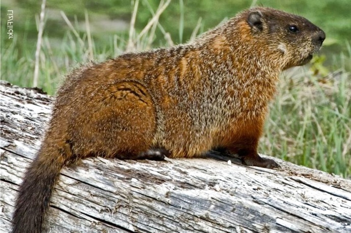 How much wood would a woodchuck chuck if a woodchuck would chuck wood?