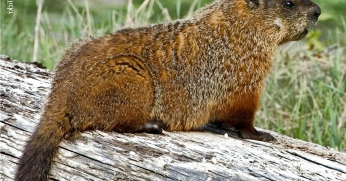 How much wood would a woodchuck chuck if a woodchuck would chuck wood