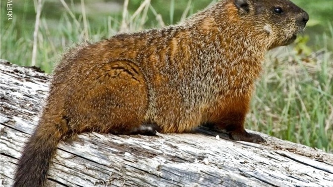 How much wood would a woodchuck chuck if a woodchuck would chuck wood?