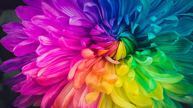 Whats your favorite color?
