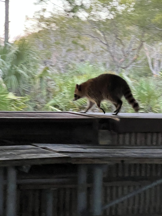 Have you ever been confronted by a wild animal?