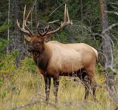Have you ever been confronted by a wild animal?