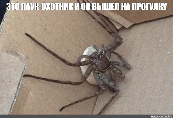 Would you live in Australia if the spiders were this big in reality?