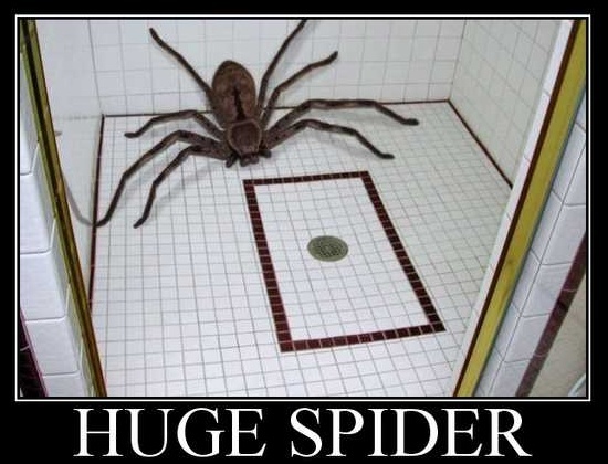 Would you live in Australia if the spiders were this big in reality?