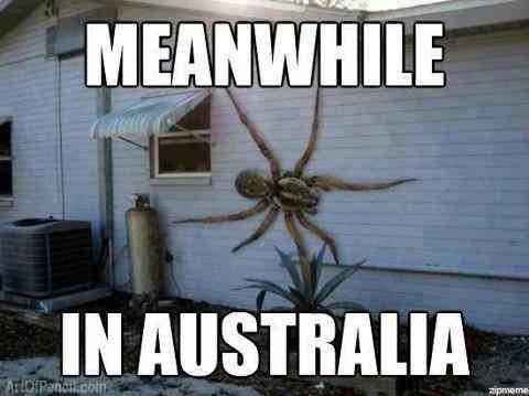 Would you live in Australia if the spiders were this big in reality?