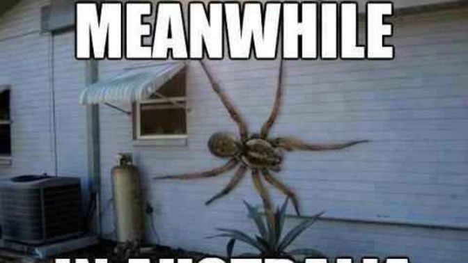 Would you live in Australia if the spiders were this big in reality?