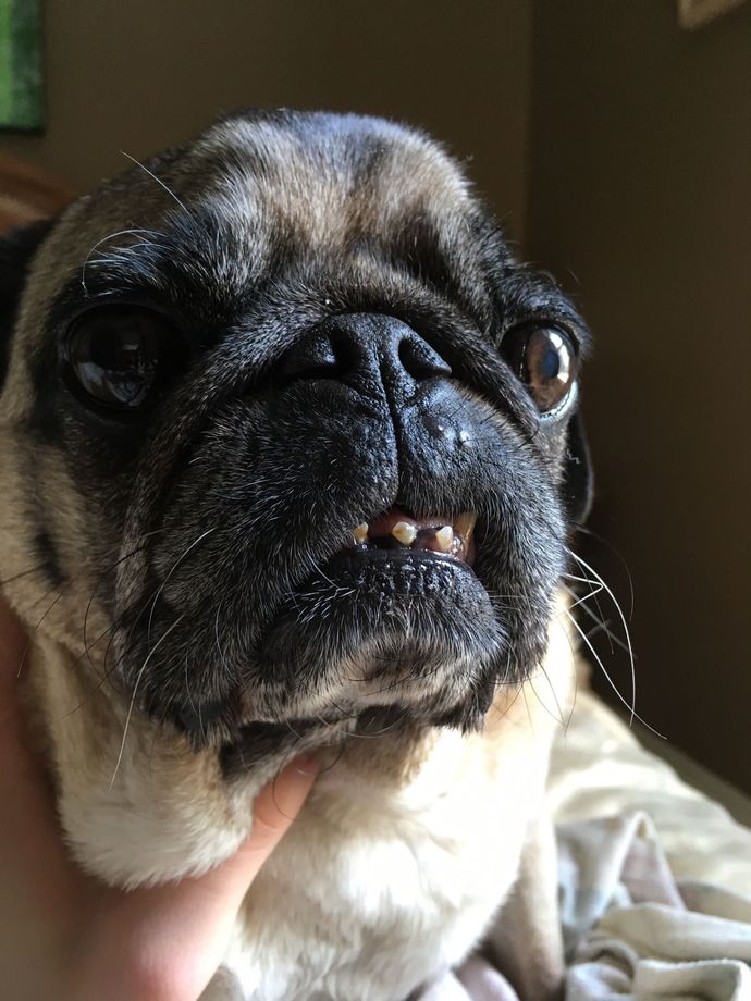 What is cuter pigs, or pugs?