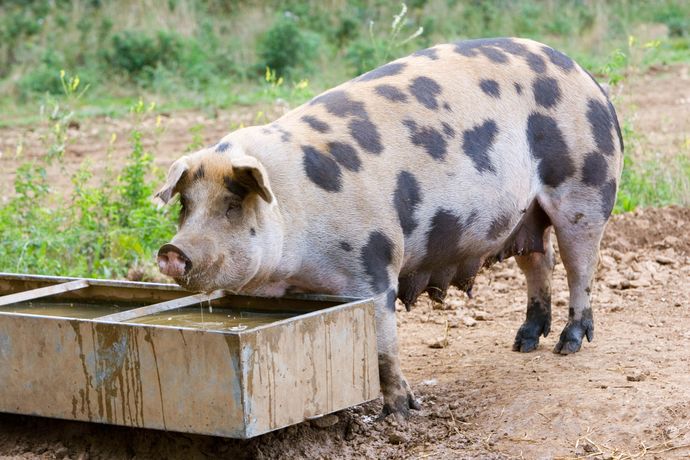 What is cuter pigs, or pugs?