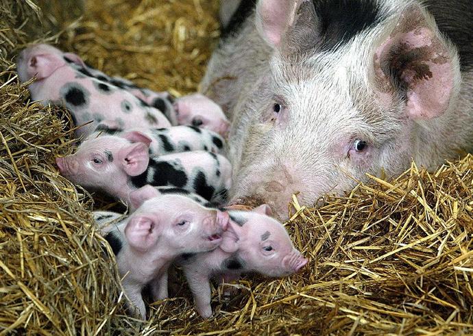 Look at the cute babies