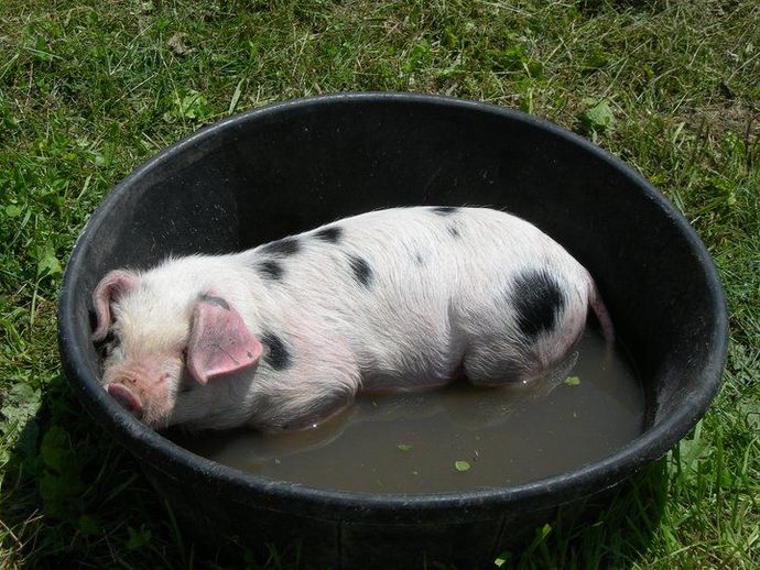 What is cuter pigs, or pugs?