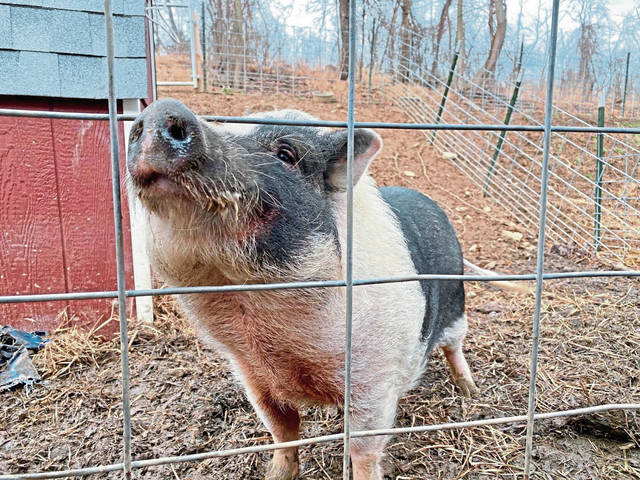 What is cuter pigs, or pugs?