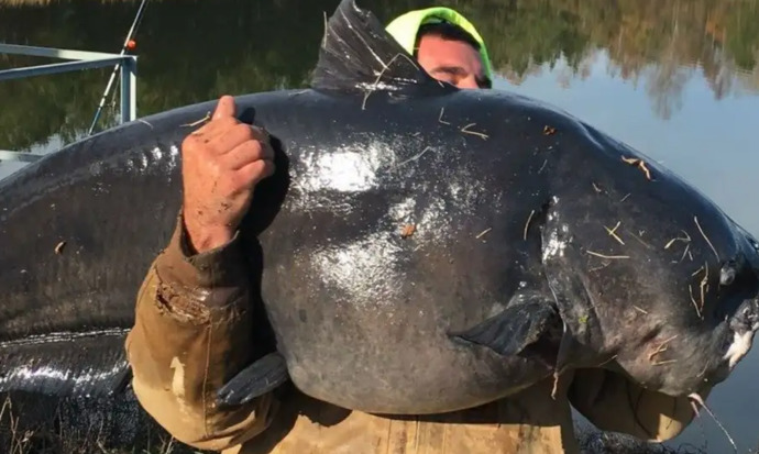 Would you eat this 112 lb catfish?