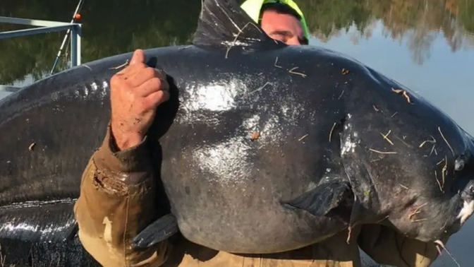 Would you eat this 112 lb catfish?