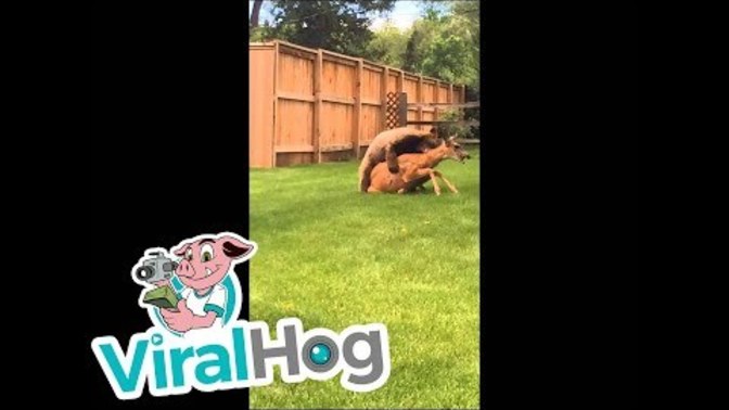 What would you do if you see a deer being eaten alive by a bear right in your backyard?