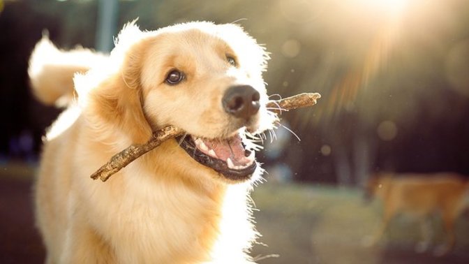 Do you believe animals go to heaven after they die?