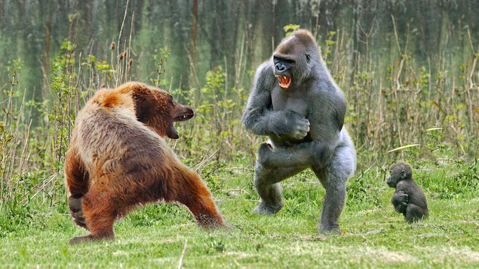 What would you do if you saw a gorilla fighting a bear?