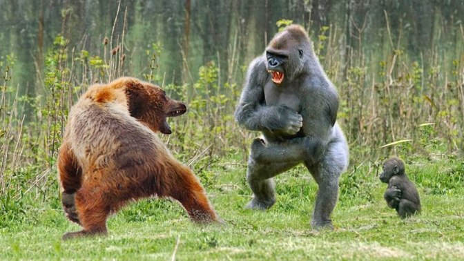 What would you do if you saw a gorilla fighting a bear?