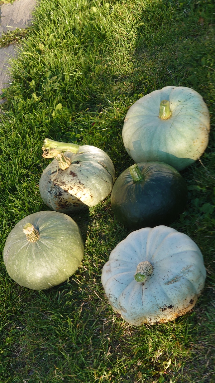 Are you carving pumpkins for Halloween?
