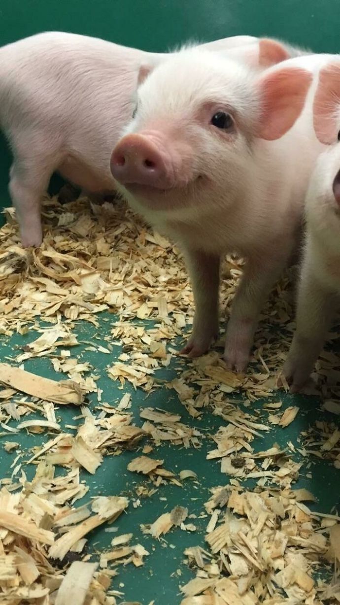 What is your favorite baby animal?