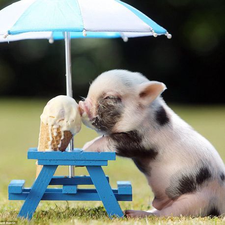 What is your favorite baby animal?