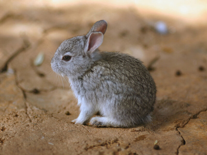 baby bunny