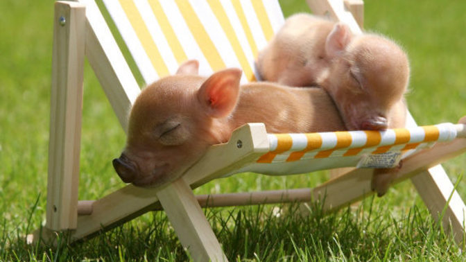 What is your favorite baby animal?