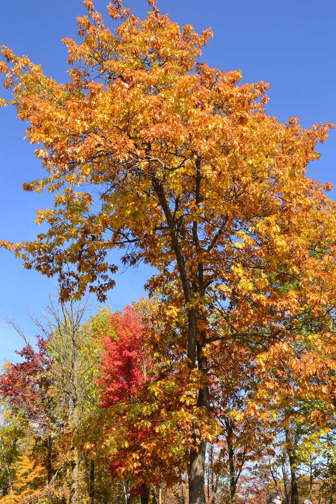 The leaves have changed. Have the leaves in our area changed yet?