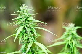 Pot sales and usage is down , would this indicate the economy is collapsing?