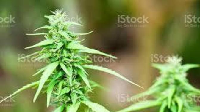 Pot sales and usage is down , would this indicate the economy is collapsing?
