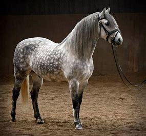 Girls, are y’all horse girls?