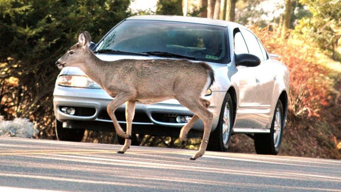 Have you ever hit/been close to hitting an animal while driving?