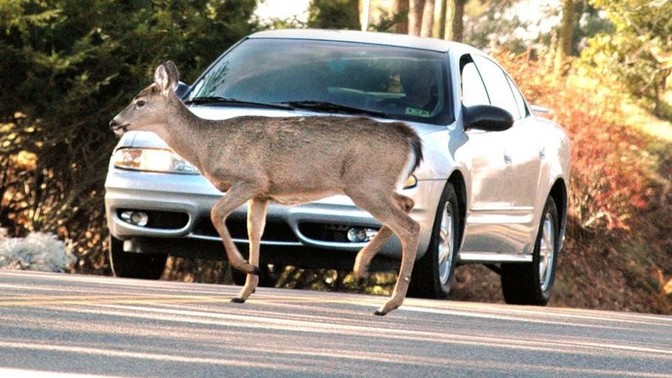 Have you ever hit/been close to hitting an animal while driving?
