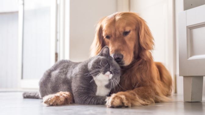 Cat person or a dog person?