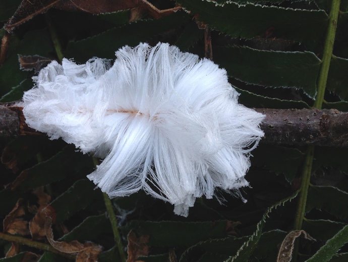 Hair ice, also known as ice wool or frost beard