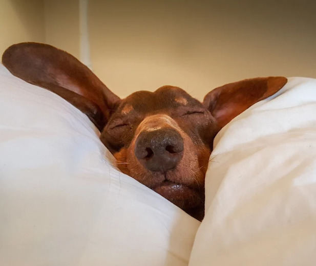 Which is better: a good nights sleep or a good crap?