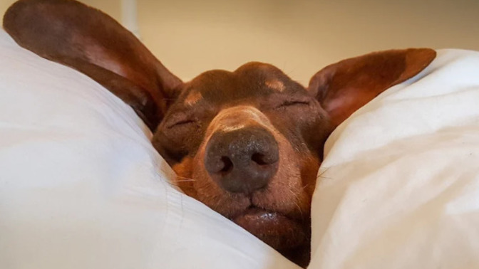 Which is better: a good night's sleep or a good crap?