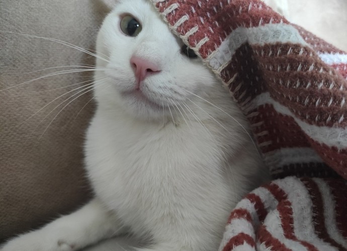 Can you guess Mikes breed?