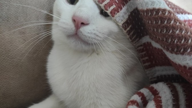 Can you guess Mike's breed?