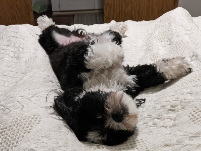 Furr babies vs kids: If you had to choose between one or the other which would you prefer a furr baby or kid?