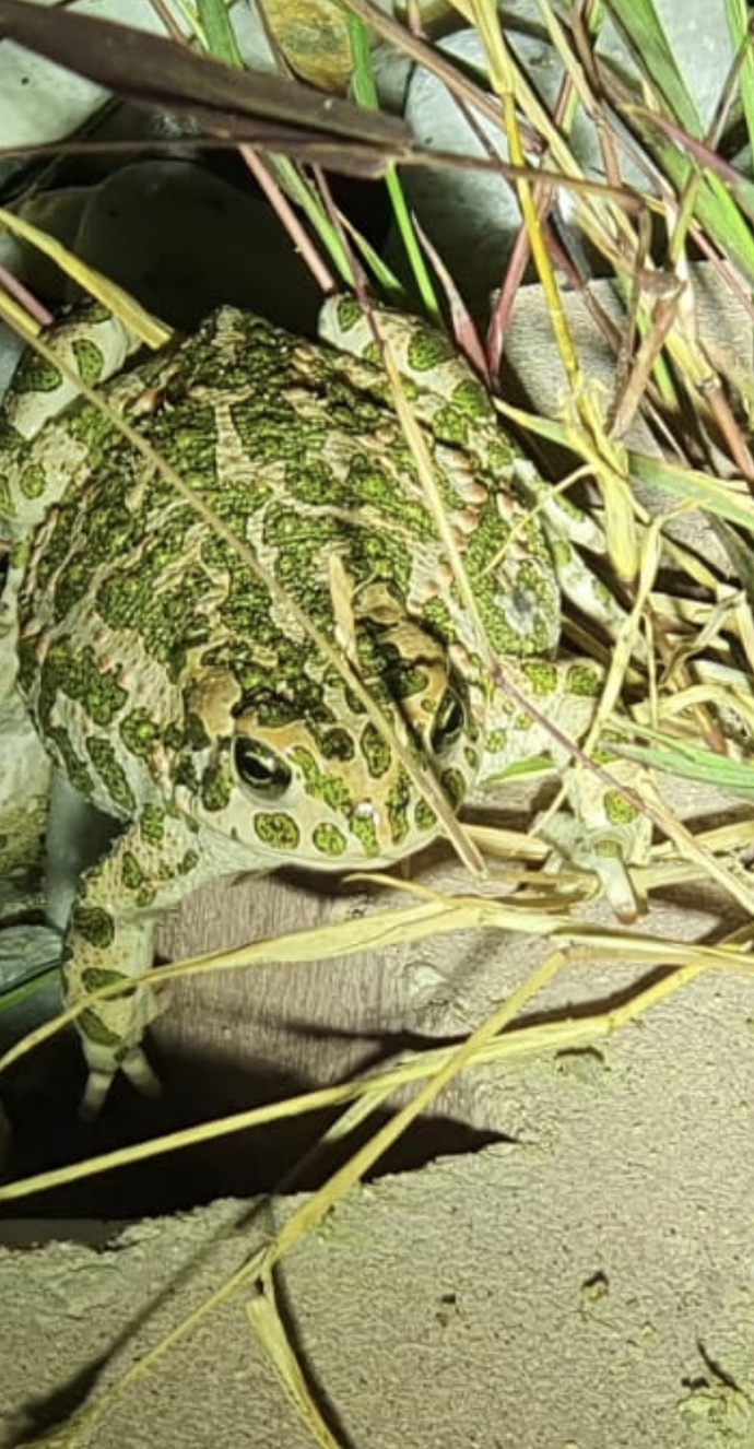 Do you find this frog adorable 🥰?