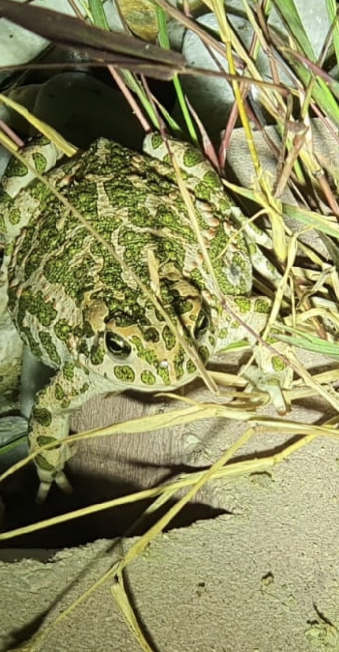 Do you find this frog adorable 🥰?
