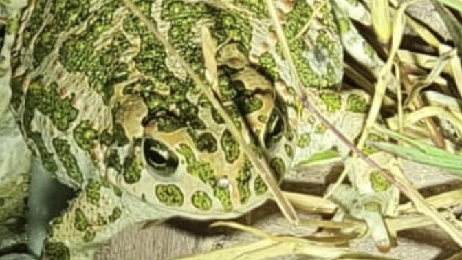 Do you find this frog adorable 🥰?
