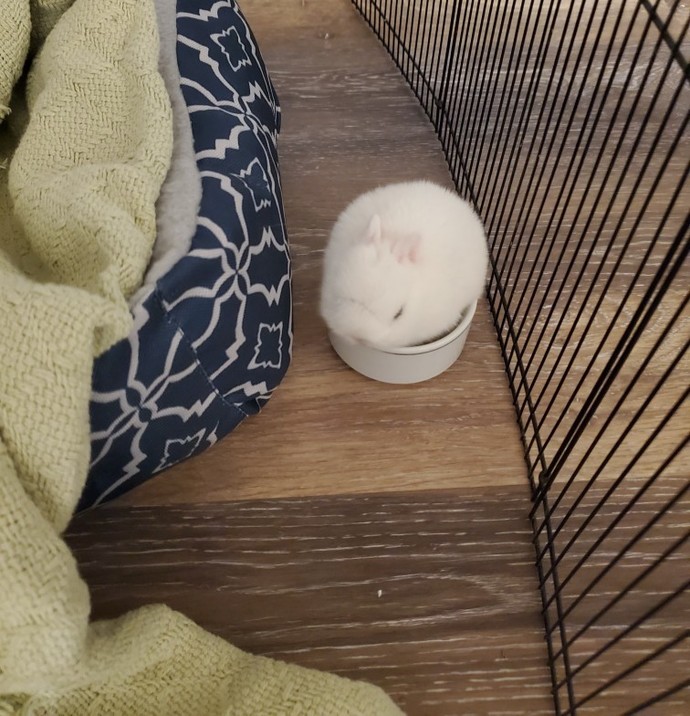 Does your pet understand what you're saying?