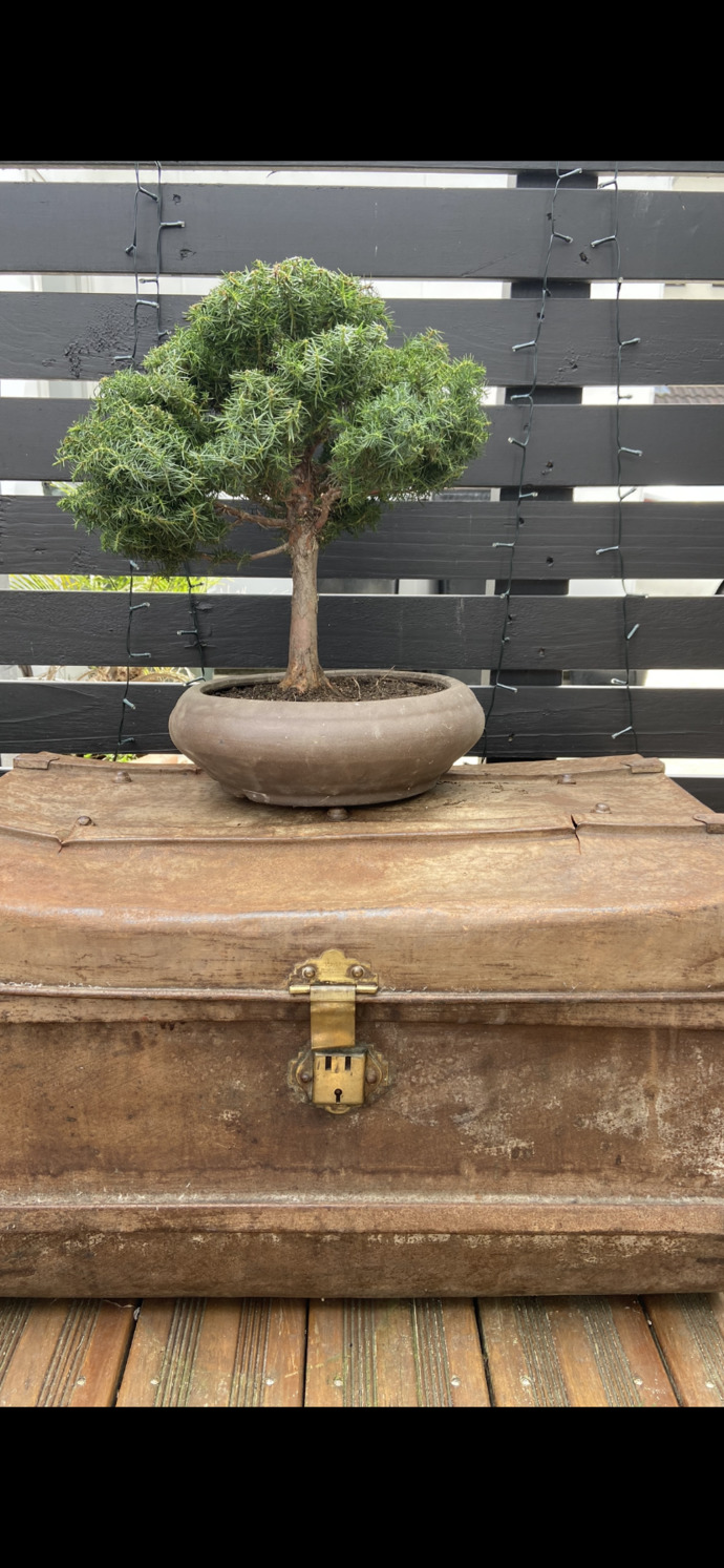Anyone here into the art of bonsai?