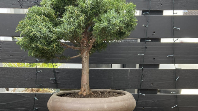 Anyone here into the art of bonsai?