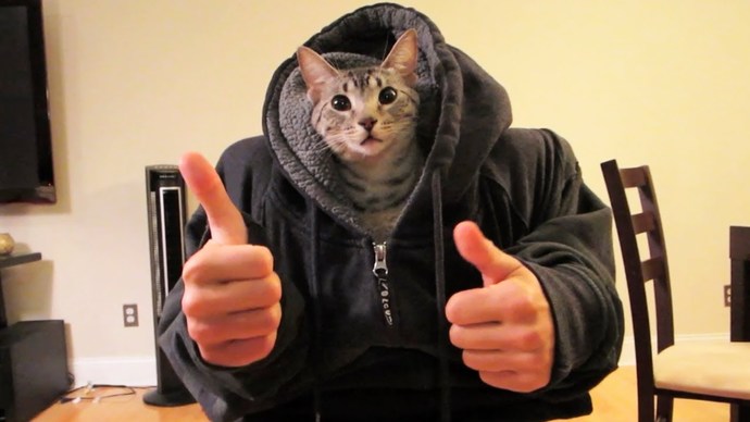 How would you react if one of your pets bit you and the next day you were part human part your pet?
