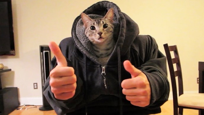 How would you react if one of your pets bit you and the next day you were part human part 'your pet'?