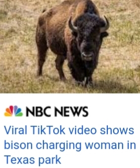 Female gored by bison?