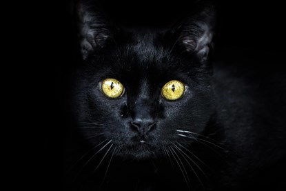 What's a phobia you have?