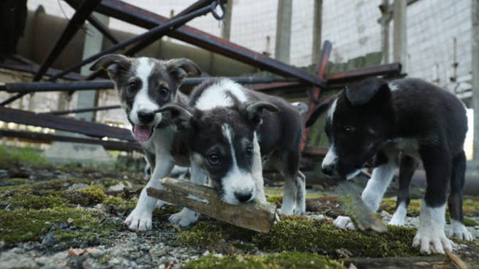 Thoughts on these photos of Pripyat & Chernobyl?